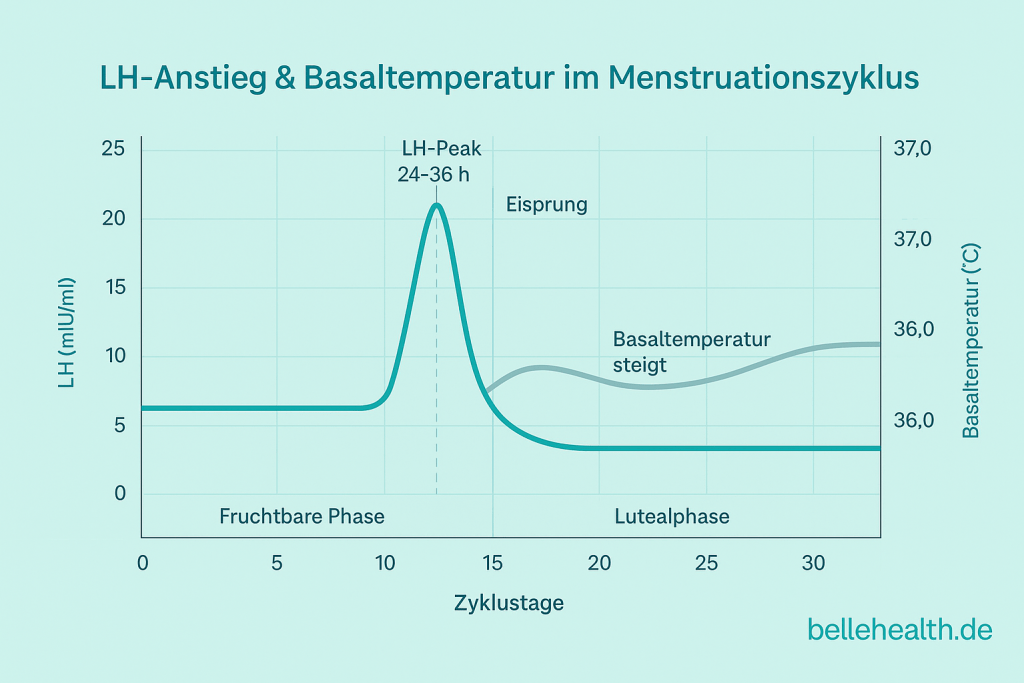 Ovulationstest richtig anwenden: Zeitpunkt, Uhrzeit und Tipps