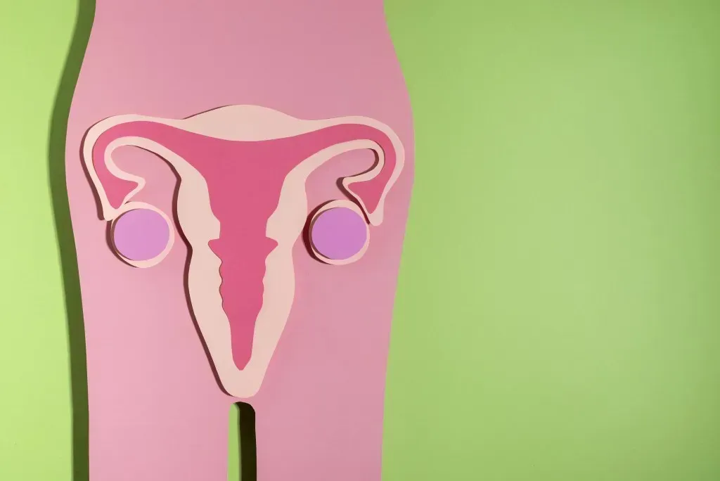 where-is-the-uterus-located-woman