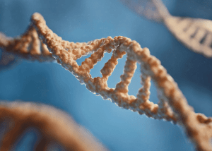 What is the RCCX Gene Theory?