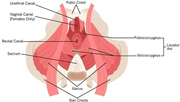 what is pelvic floor