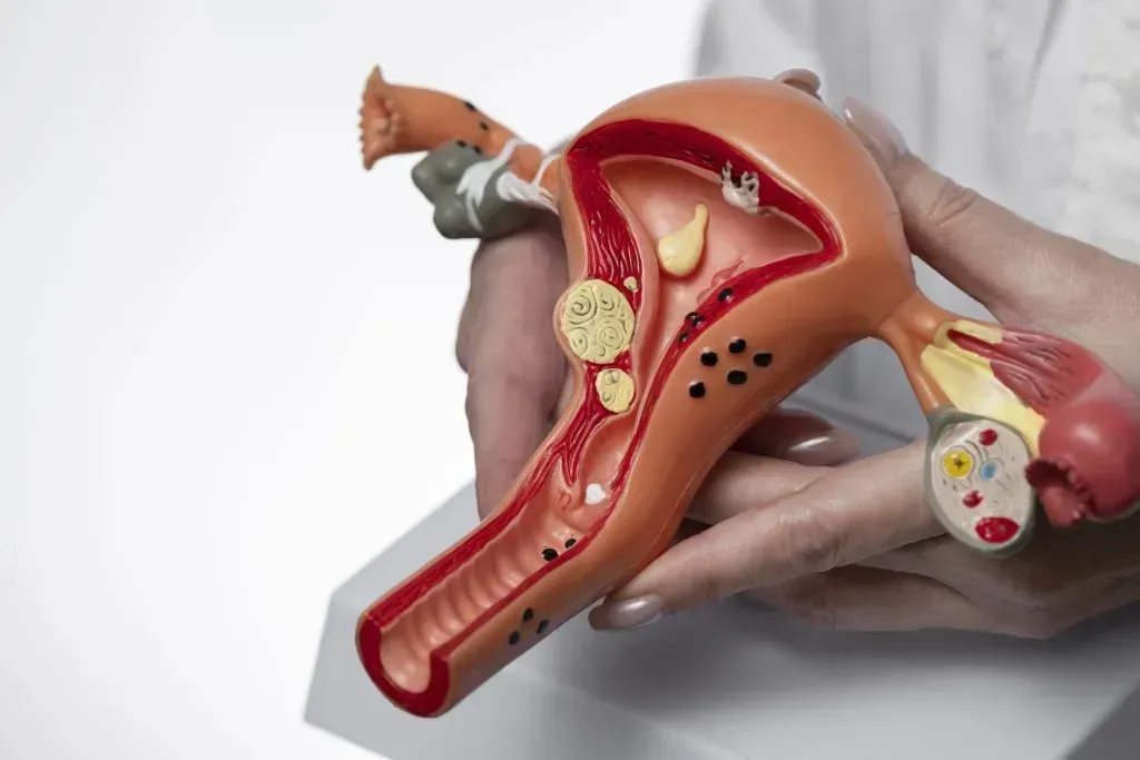 how-big-is-a-uterus-size