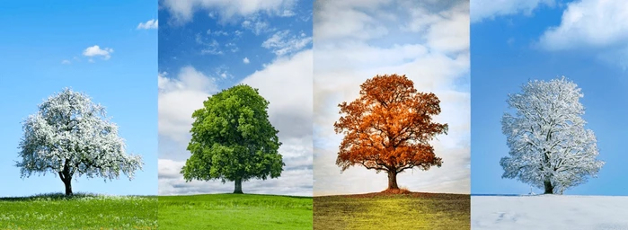 beautiful-tree-four-seasons