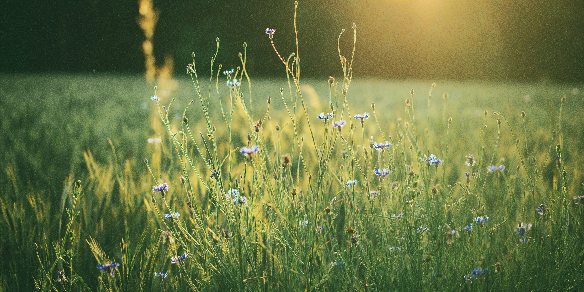 A serene field filled with blooming lilies under a clear sky, symbolizing the calmness and balance achieved through breathwork, a beneficial practice for managing Premenstrual Dysphoric Disorder (PMDD)
