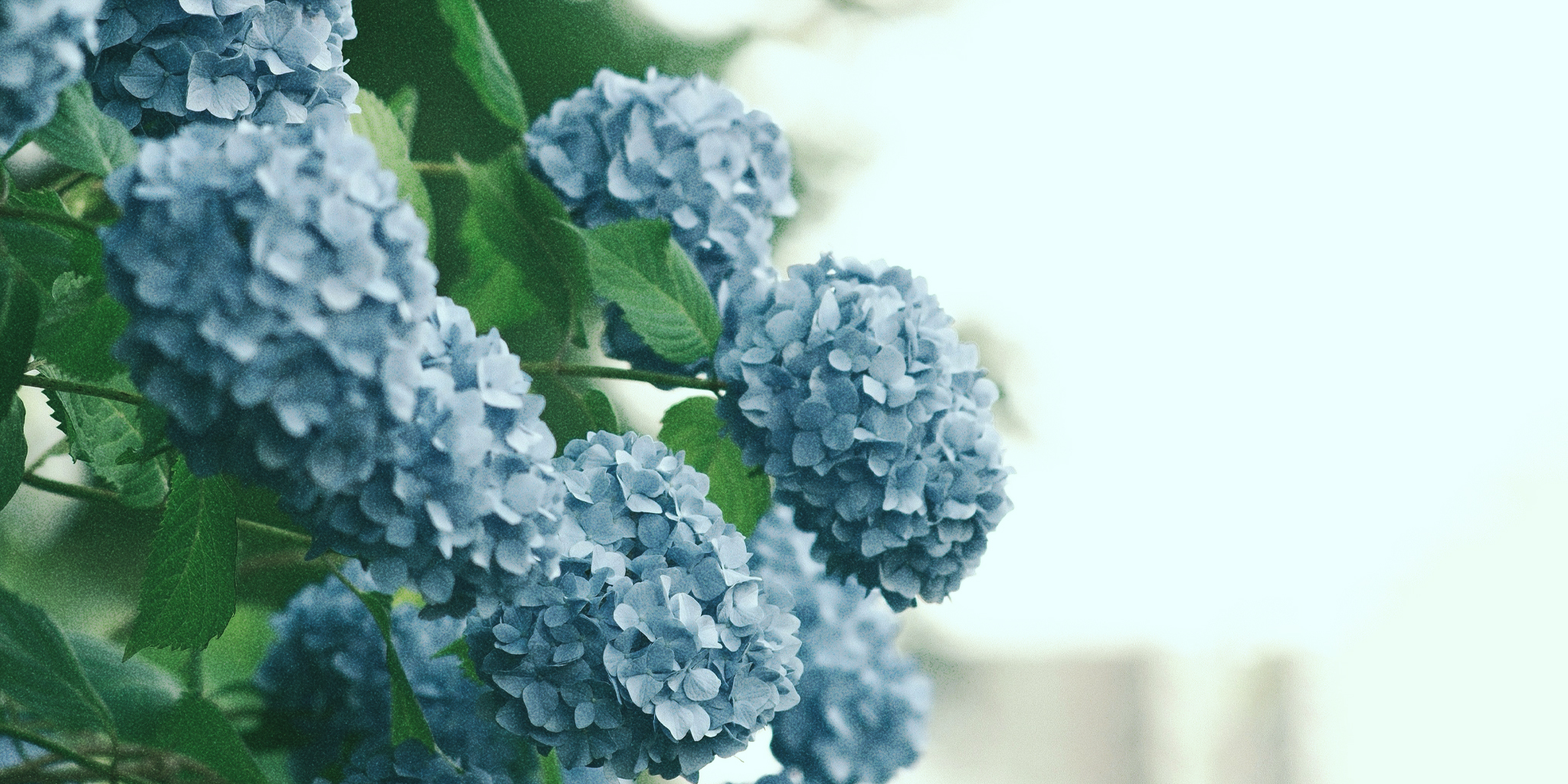 Nahaufnahme von blauen Hortensienblüten, die Harmonie und Ausgeglichenheit symbolisieren – ideal als visuelle Darstellung für Blähbauch Wechseljahre und die unterstützende Rolle von Magnesium.