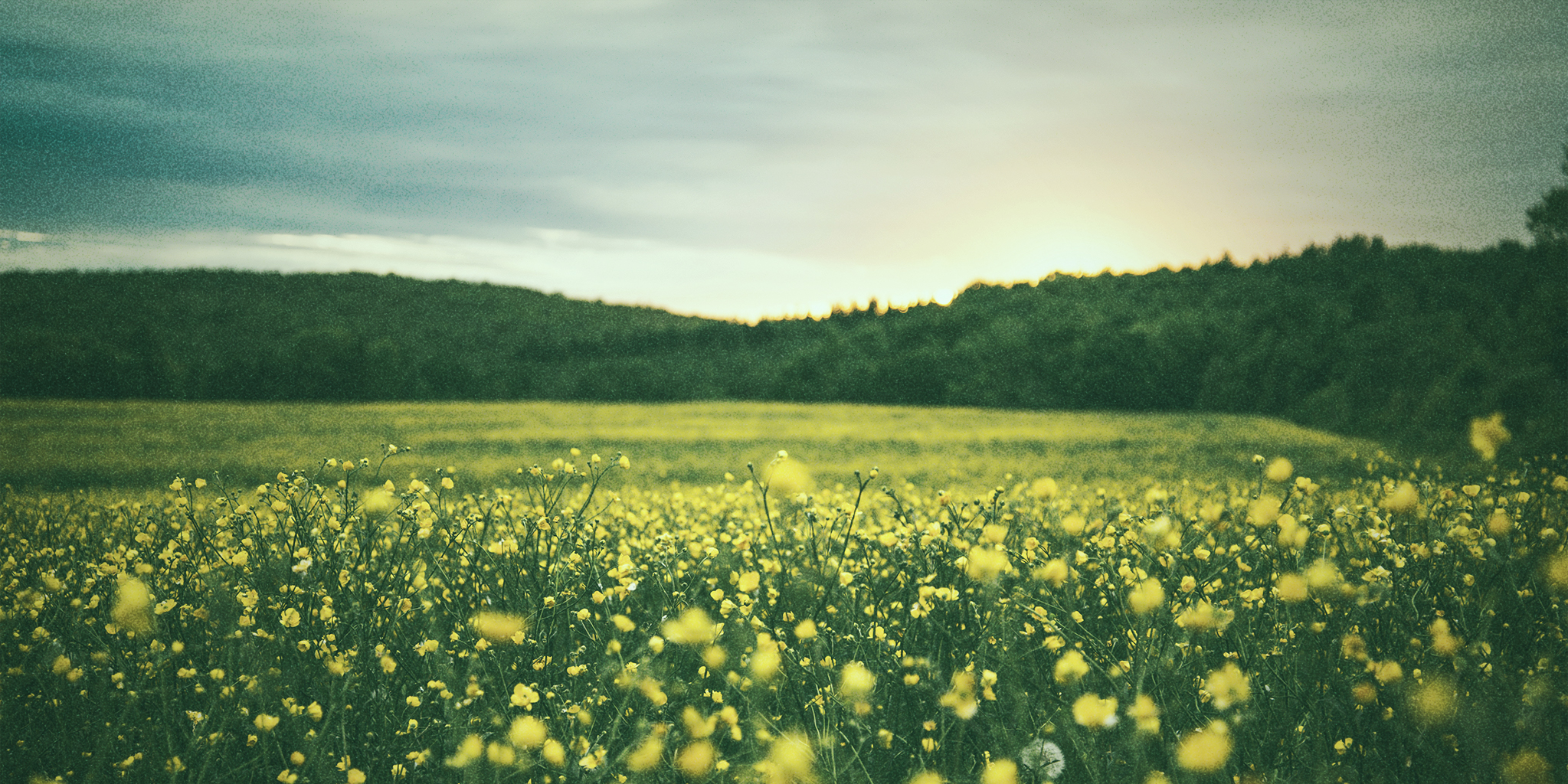 A serene field of yellow wildflowers under a soft, cloudy sky at sunset, symbolizing the natural rhythm of hormonal changes, including discharge during the luteal phase.